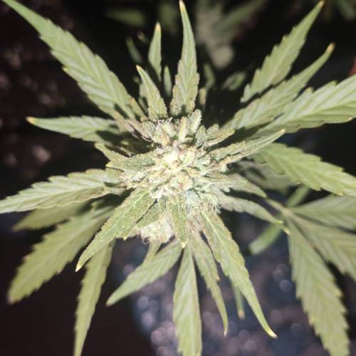 First Grow Outdoor. Week 10