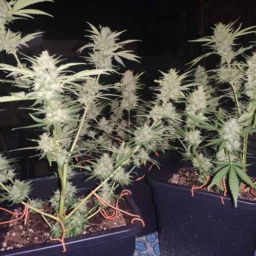 First Grow Outdoor. Week 10