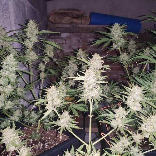 First Grow Outdoor. Week 10