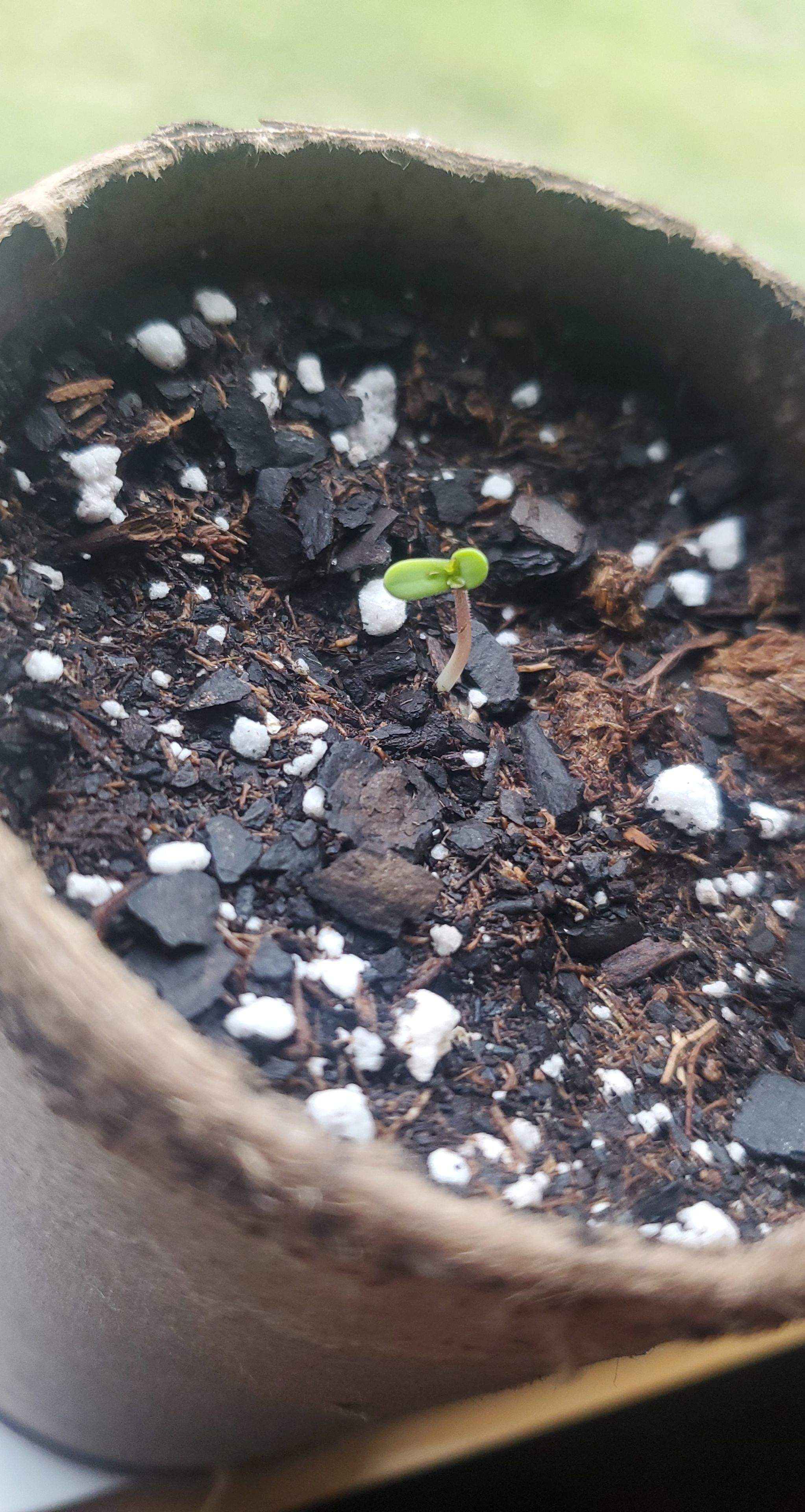 kush mints grow diary (journal) week1 by Phurlax GrowDiaries