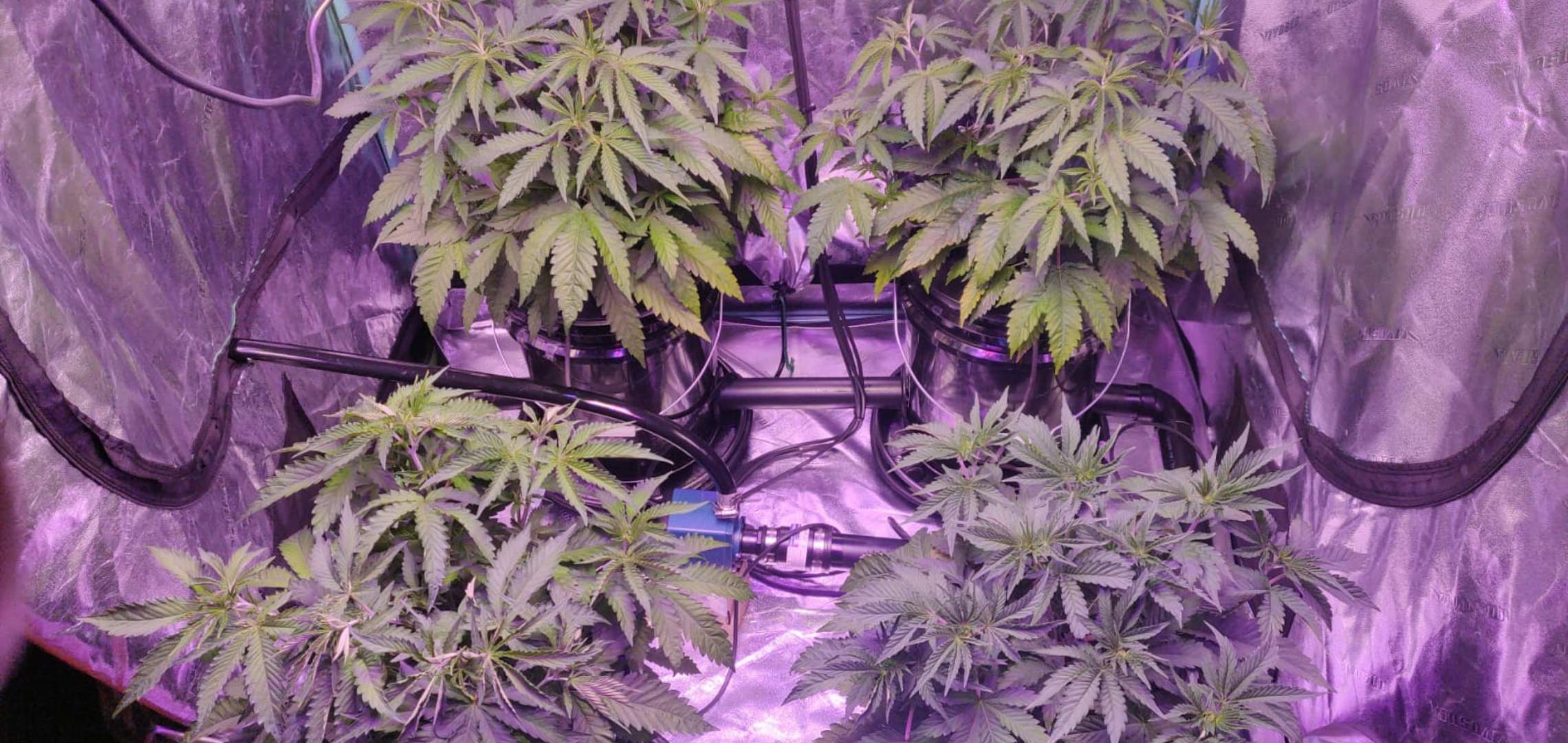 bloom seed co strawberry guava, Compound Sundae Best 4