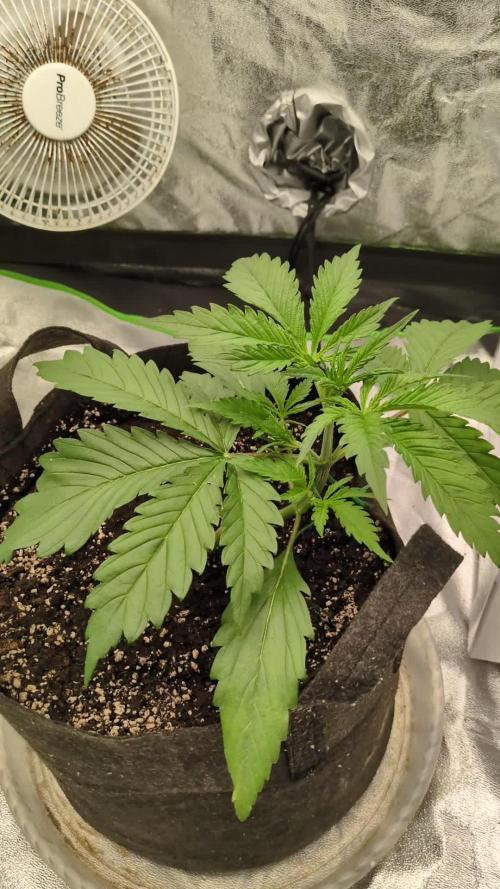 Banana Purple Punch Auto