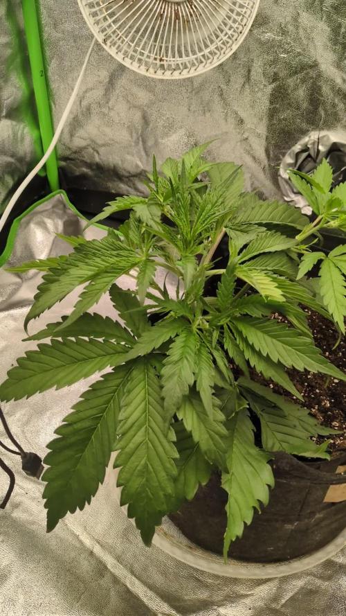 Banana Purple Punch Auto