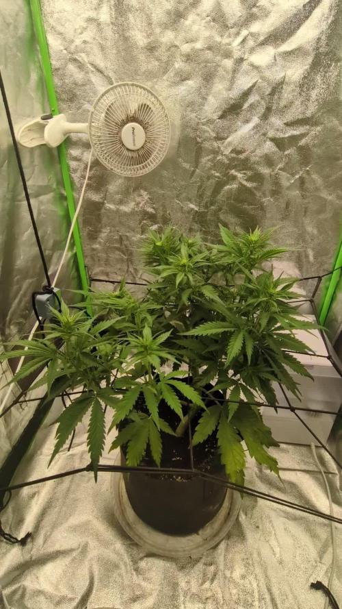 Banana Purple Punch Auto