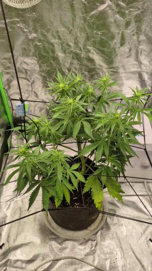 Banana Purple Punch Auto