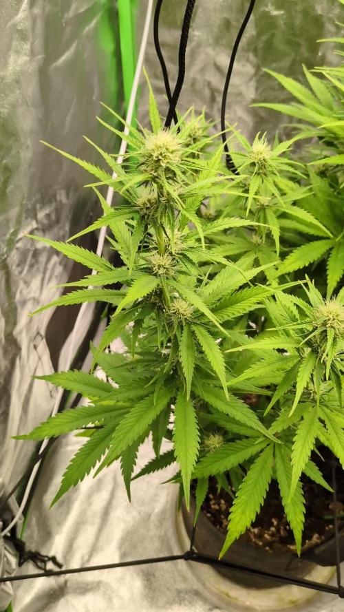 Banana Purple Punch Auto