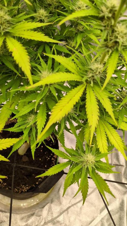 Banana Purple Punch Auto