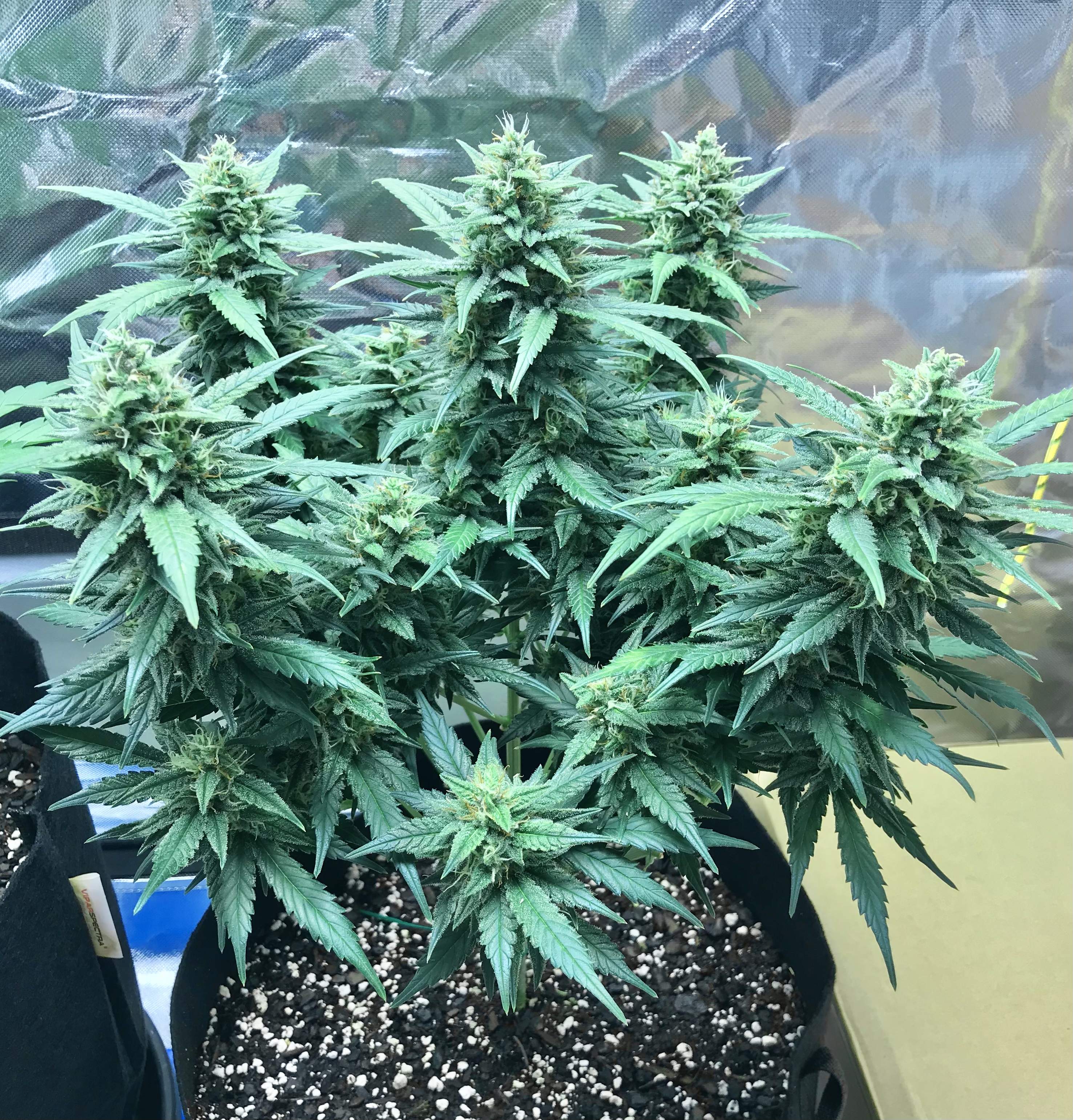 Homegrown Cannabis Co Jack Herer Autoflower grow diary (journal) week11