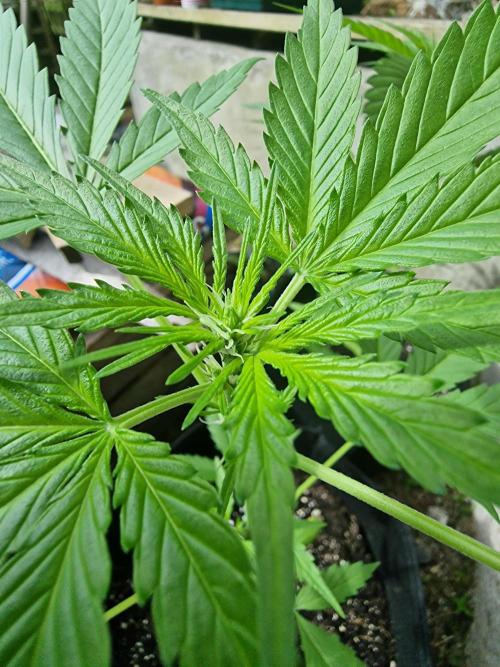 Zone of the Grow. Week 8 - Week 8
Northern Lights Auto