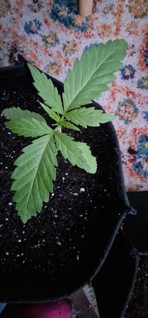 Zone of the Grow. Week 3 - Medical Mass