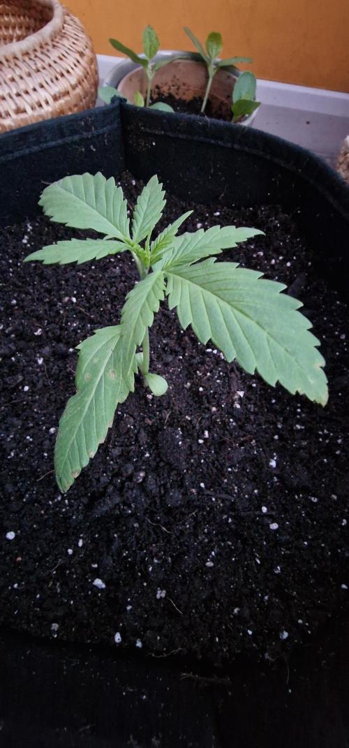 Zone of the Grow. Week 3 - Northern Lights Auto