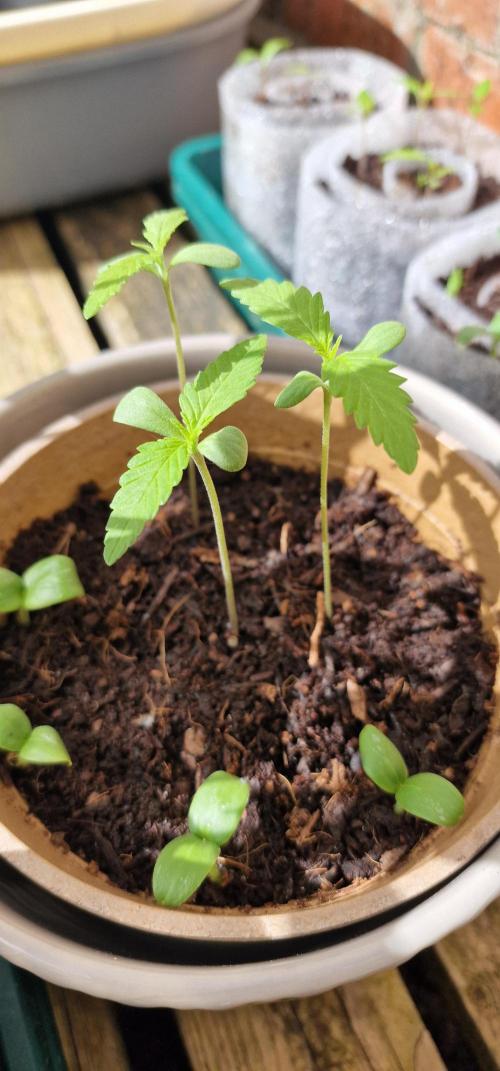 Zone of the Grow. Week 2 - Week 2