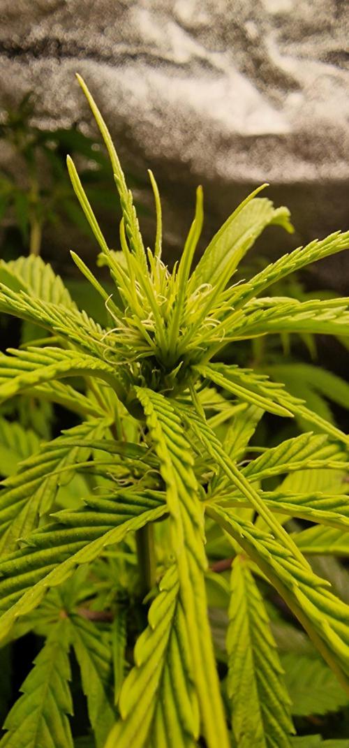 Zone of the Grow. Week 10 - Week 10
Medical Mass 
