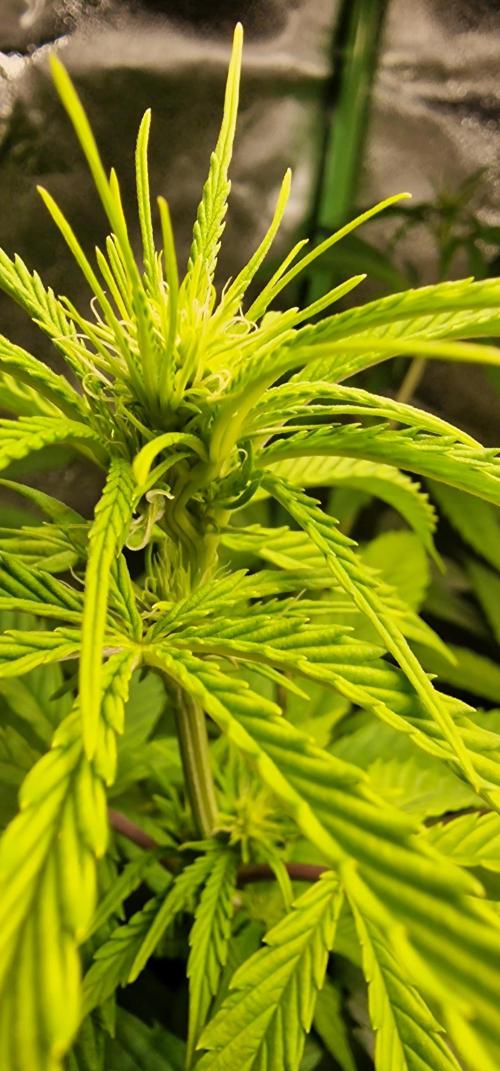 Zone of the Grow. Week 10 - Week 10
Medical Mass