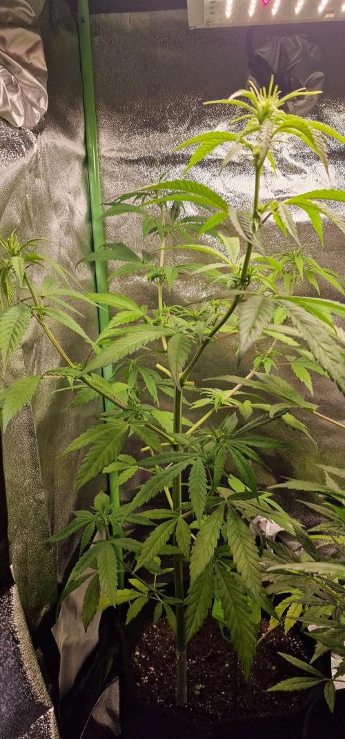 Zone of the Grow. Week 10 - Week 10 
Medical Mass
