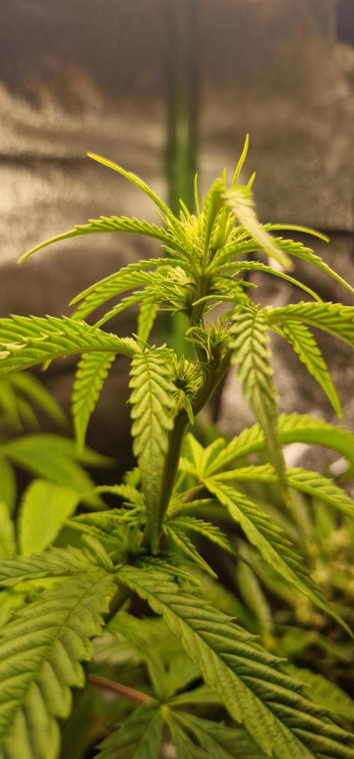 Zone of the Grow. Week 10 - Week 10 
Medical Mass