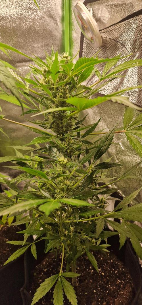 Zone of the Grow. Week 10 - Week 10 
Northern Lights Auto 