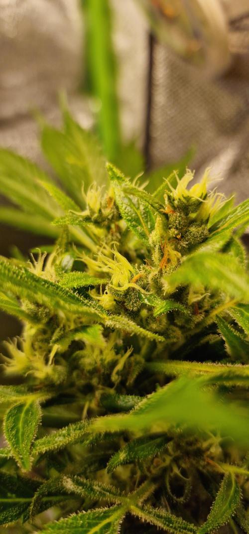 Zone of the Grow. Week 10 - Week 10 
Northern Lights AutoWeek 10 
Northern Lights AutoWeek 10 
Northern Ligh