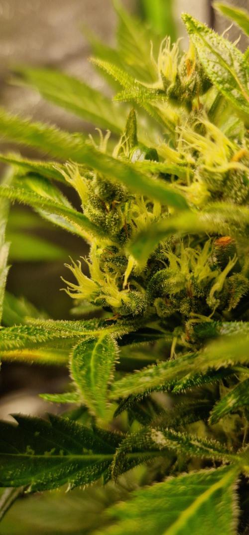 Zone of the Grow. Week 10 - Week 10 
Northern Lights Auto