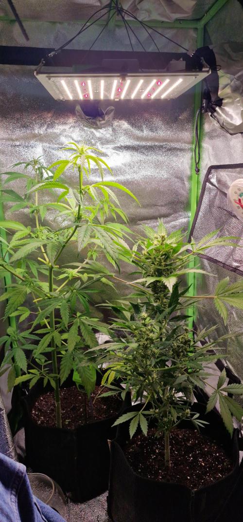 Zone of the Grow. Week 10 - Tent setup. Loft windows open, vents open daytime, synced with light regime.