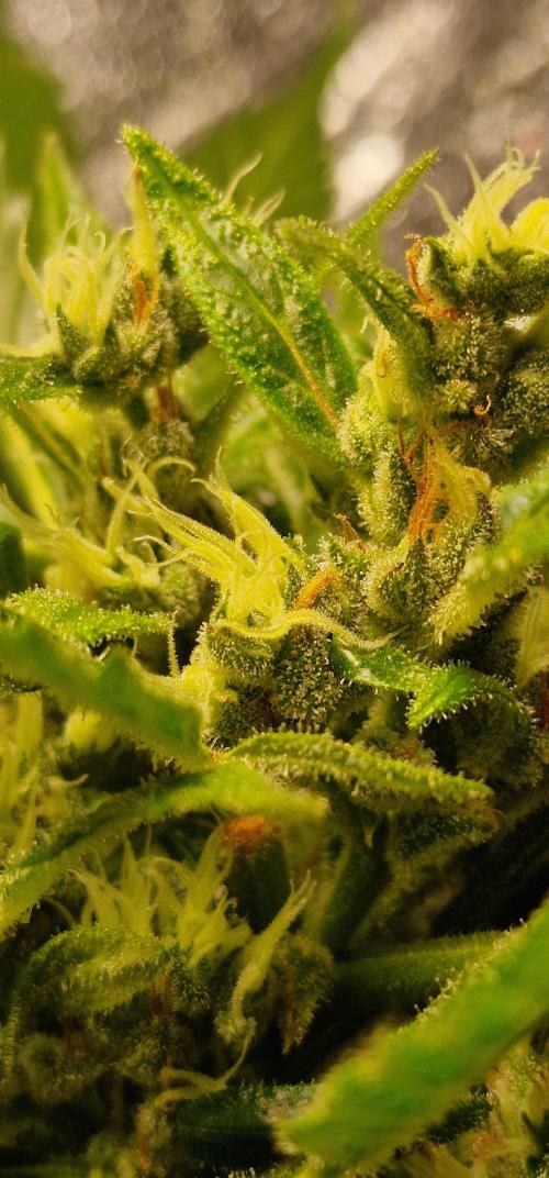 Zone of the Grow. Week 10 - Week 10 
Northern Lights Auto

So close now. 70% milky trichomes. Rusty pistols.