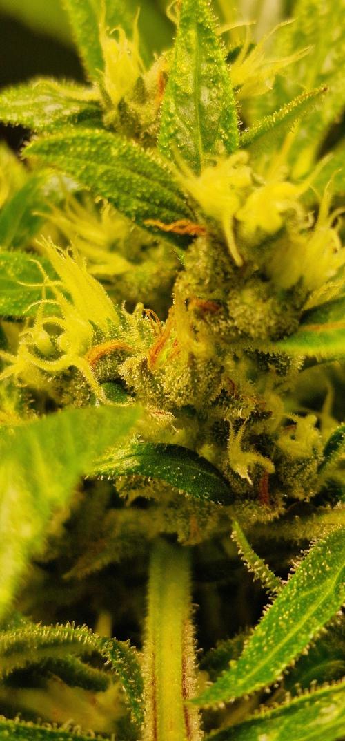 Zone of the Grow. Week 10 - Week 10 
Northern Lights Auto

So close now. 70% milky trichomes. Rusty pistols.