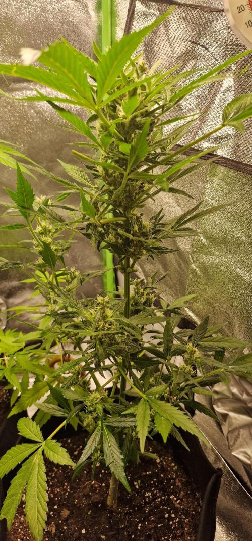 Zone of the Grow. Week 10 - Week 10
Northern Lights Auto 
Leaf trimmed. No training. 