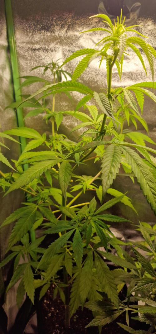 Zone of the Grow. Week 10 - Week 10
Medical Mass 

Finally starting to flower.