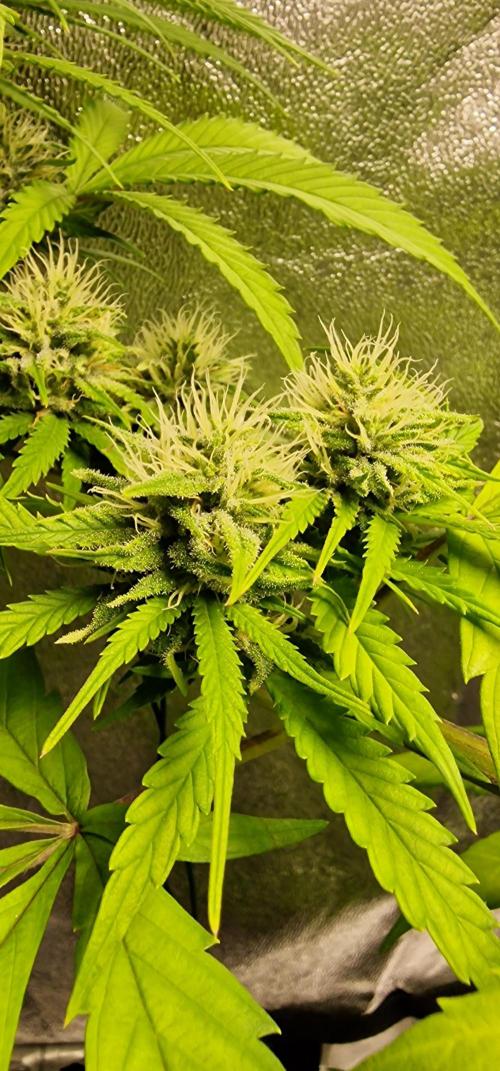 Zone of the Grow. Week 14 - Week 14.
Medical Mass looking chunky now. 