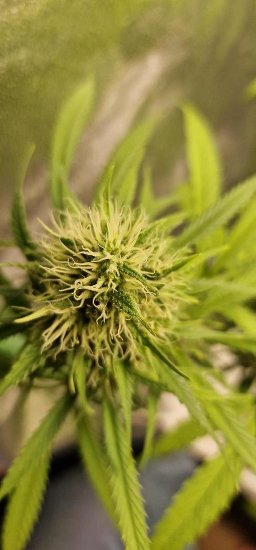 Zone of the Grow. Week 14 - Week 14.
Medical Mass.

Beautiful. 