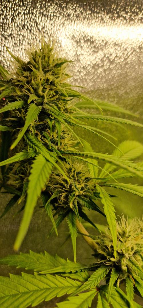 Zone of the Grow. Week 14 - Week 14.
Medical Mass. 