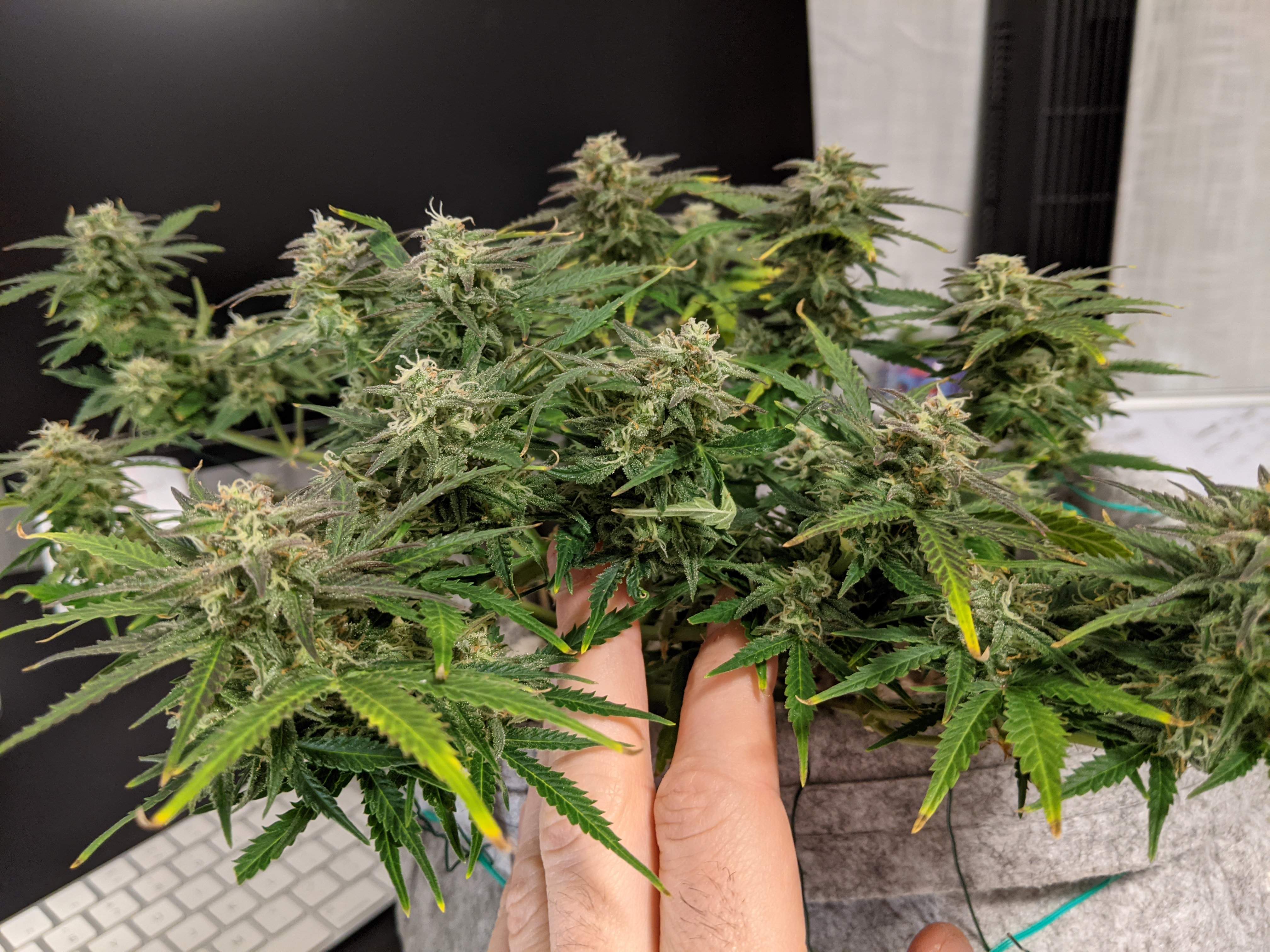 ILGM Gelato, ILGM Cheese Autoflower, ILGM Banana Kush grow diary