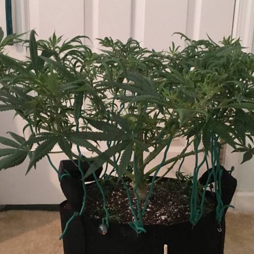 Dinamed CBD. Week 10