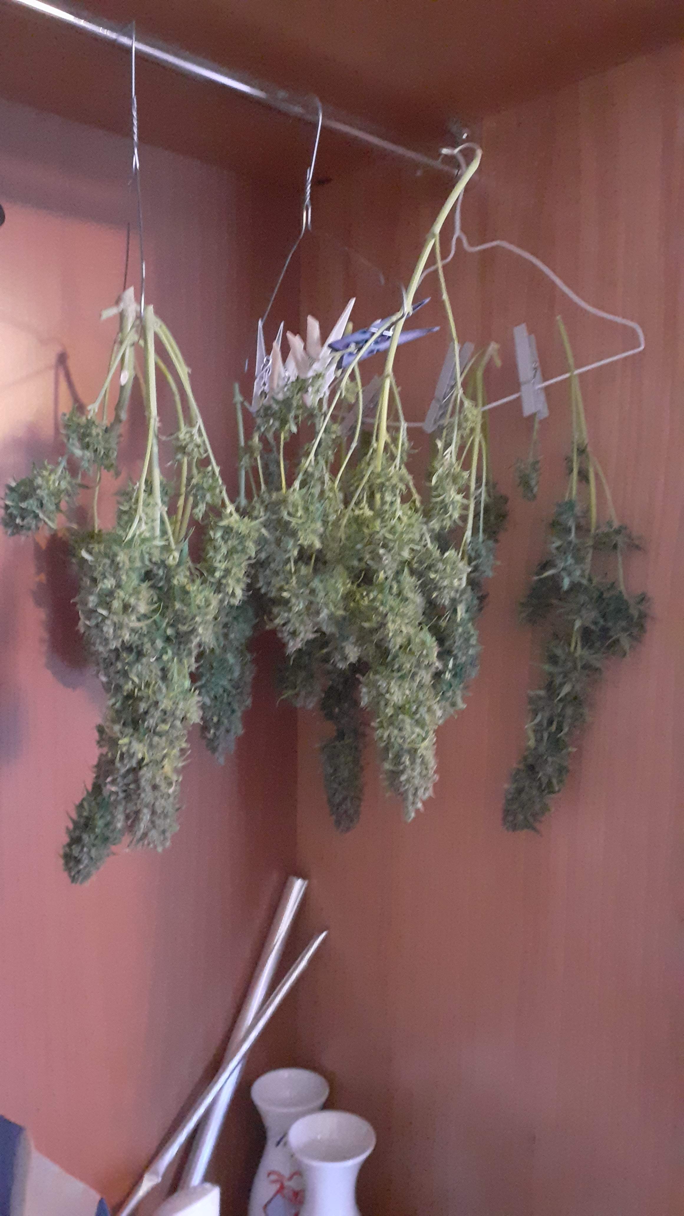 Royal Queen Seeds Royal Critical Automatic, Royal Queen Seeds Royal