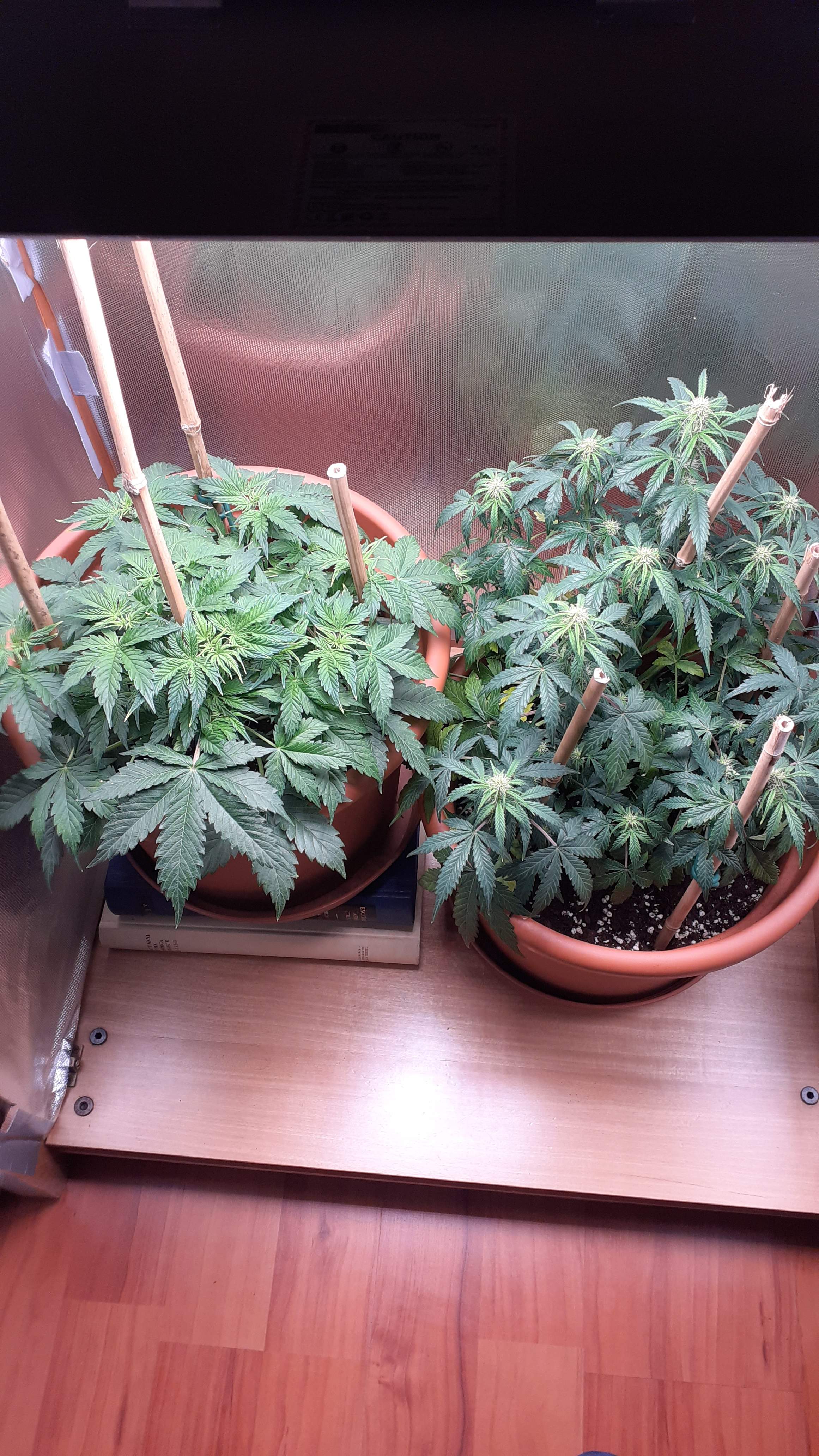 Royal Queen Seeds Northern Light Automatic, Royal Queen Seeds Royal