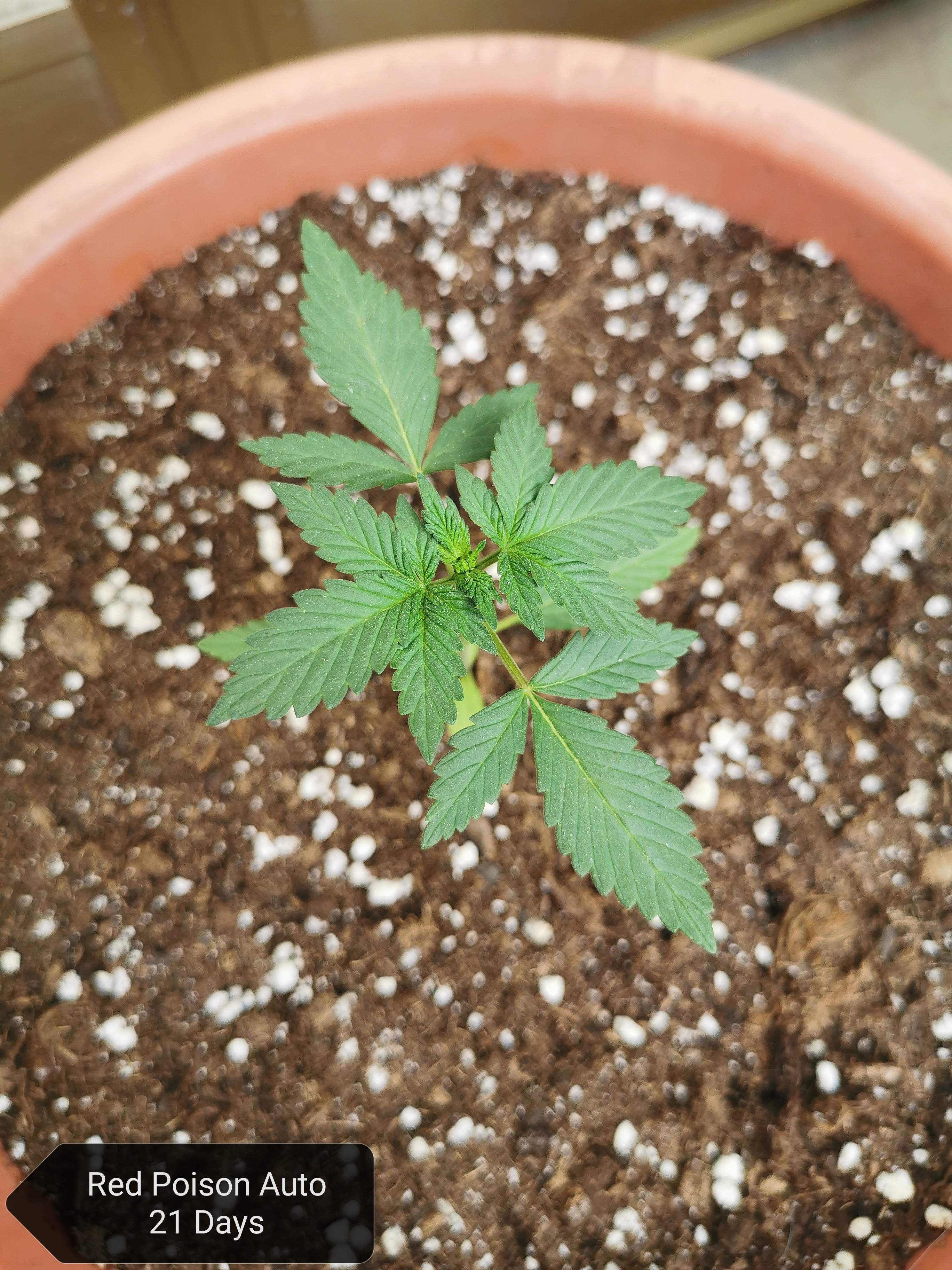 Sweet Seeds Red Poison Auto® grow diary (journal) week3 by Sweetleaf420