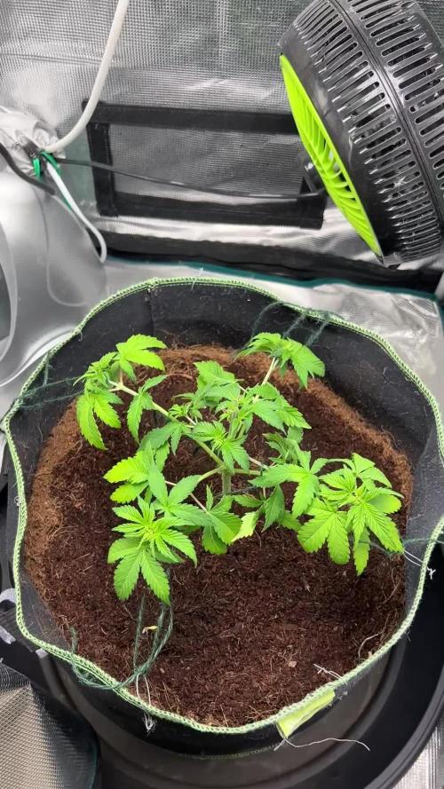 Critical