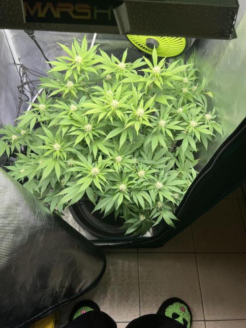 Critical the return. Week 10