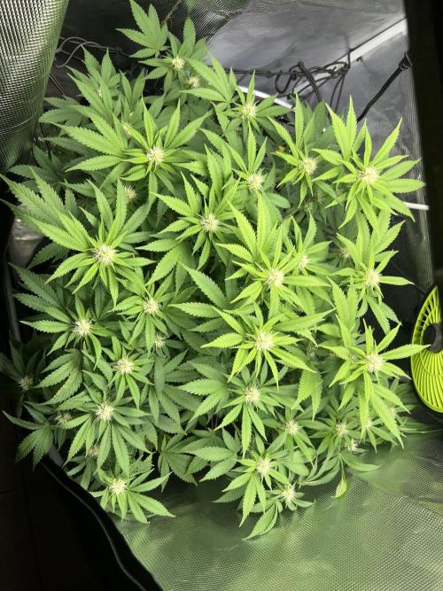 Critical the return. Week 10