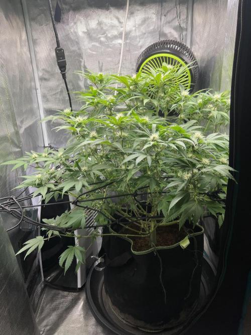 Critical the return. Week 10