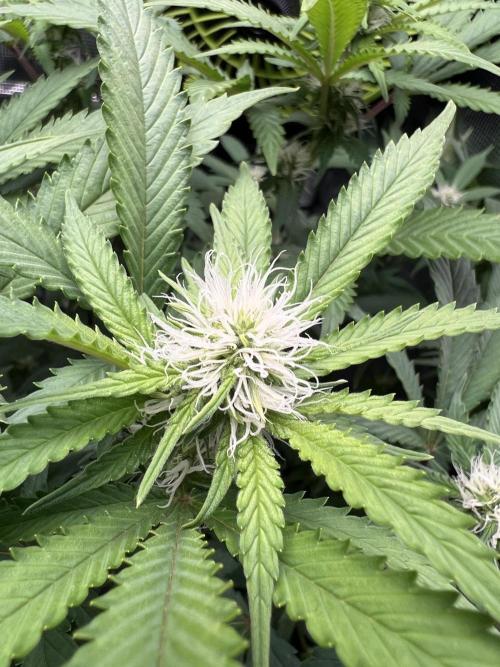 Critical the return. Week 10