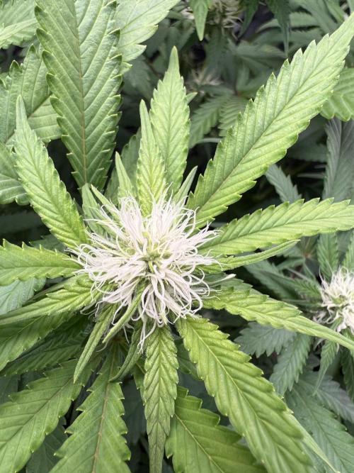 Critical the return. Week 10