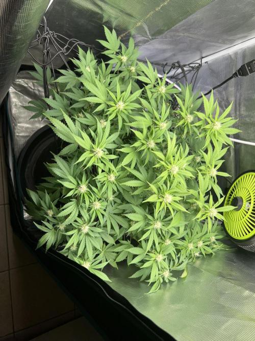 Critical the return. Week 10