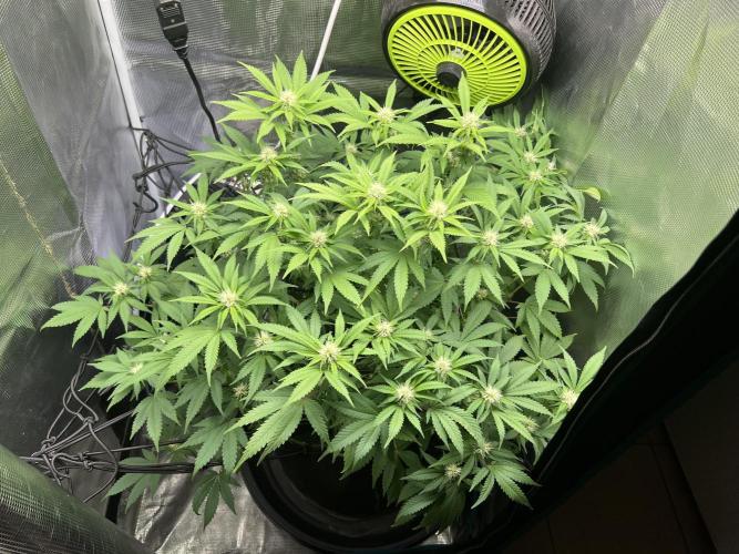 Critical the return. Week 10