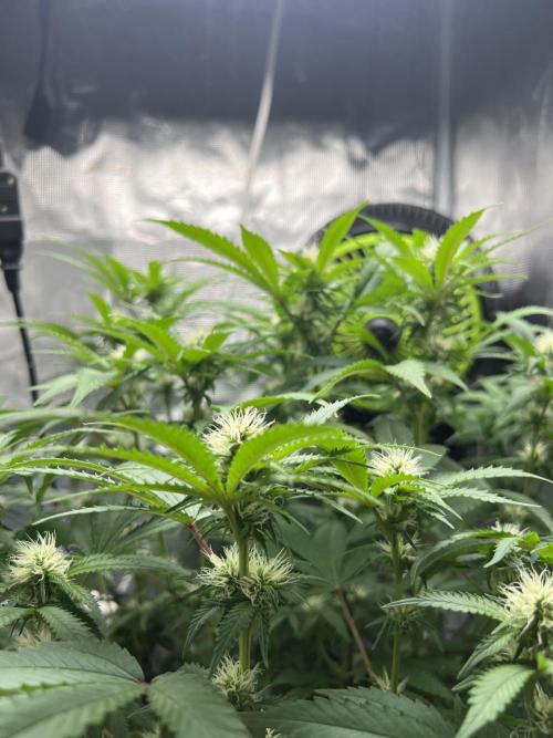 Critical the return. Week 10