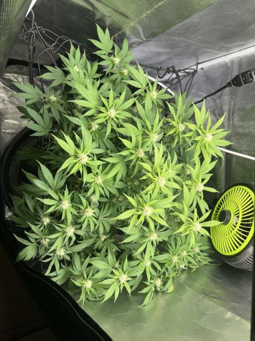 Critical the return. Week 10