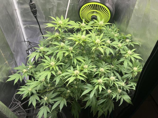 Critical the return. Week 10