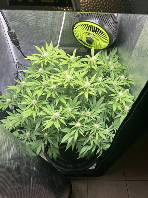 Critical the return. Week 11