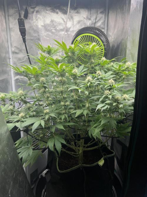 Critical the return. Week 11