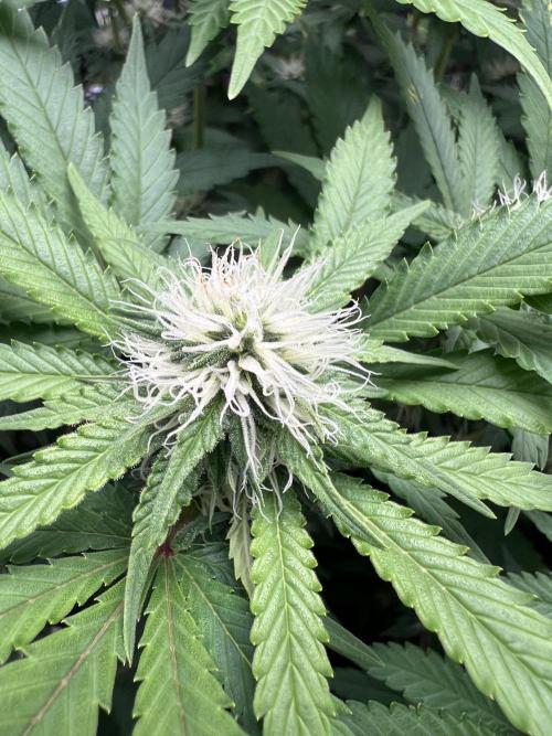 Critical the return. Week 11